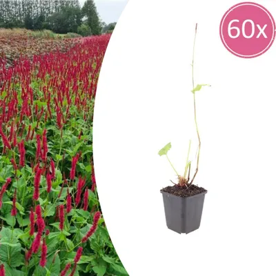 Immagine prodotto di Persicaria a. 'Blackfield' | 60 pezzi - 10-25cm - Ø9cm - Pianta da giardino
