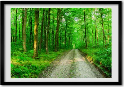 Produktbild von Bild - Bilder - Bilderrahmen - 70 cm x 50 cm - MDF-Rahmen, Wandkunst Bäume im Wald