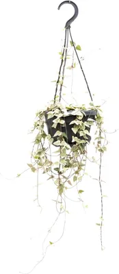 Produktbild von Leuchterblume Ceropegia woodii ssp. woodii String of Hearts Hängende Keramiktopf
