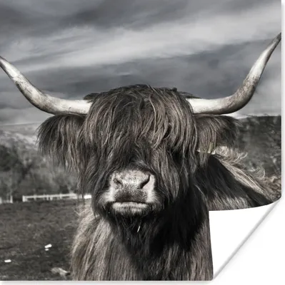 Produktbild von MuchoWow® Poster Schottischer Highlander - Tiere - Hörner 100x100 cm - Babyzimmer