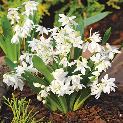 Produktbild von Scilla Blumenzwiebeln Zwiebeln Blumen Sibirischer Blaustern White 5 St.