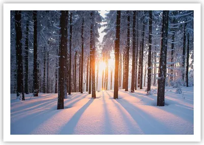 Produktbild von Poster - Poster ohne Rahmen - Wald Winter Schnee - 100x70 cm - Wand Bild - Wanddeko - Wandbilder - Kunstposter - Wandposter - Bilder - Kunstdruck - Wanddekoration - Wandbild - P2XAA100x70-3629