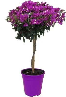 Image de Bougainvillier - Bougainvillea 'Alexandra' - Hauteur 50-60cm - ⌀17cm