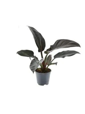 Produktbild von Philodendron Imperial Red 35cm Zimmerpflanze