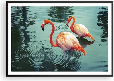 Produktbild von Gerahmtes Poster - Schwarzer Rahmen - Rosa Flamingos Wasser - 100x70 cm - Wand Bild - Wanddeko - Wandbilder - Wandposter - Bilderrahmen - Bilder - Kunstdruck - Wandbild - P2BAA100x70-4203