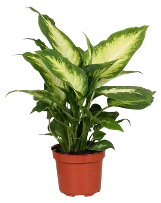 Zdjęcie produktu dla Dieffenbachia Camilla - 25-35cm - Ø12cm - Roślina doniczkowa - Zimozielony