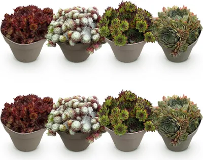 Image de Couvre-sol Sempervivum Big Sam - 8 plants - Résistant au froid - Différentes