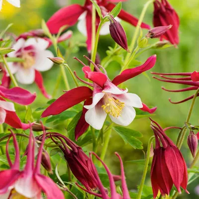 Immagine prodotto di Aquilegia Orlik Singola Crimson Star 1 pz. Pianta Piantine Aquilegia