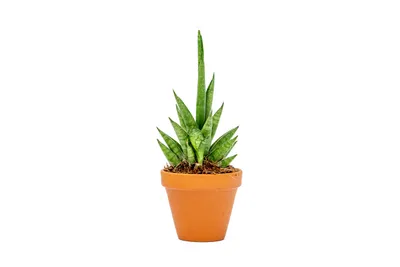 Obrázok produktu pre Gardners Sansevieria cylindrica Starshooter, priemer 7 cm