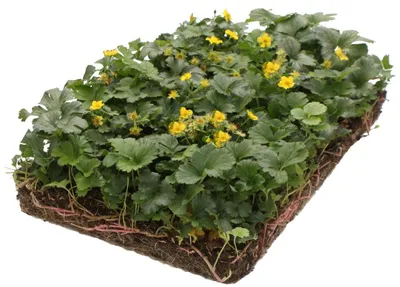 Productafbeelding van Plantenmat vasteplanten Waldsteinia Temnata Goudaardbei prijs per 1m2 cm Covergreen
