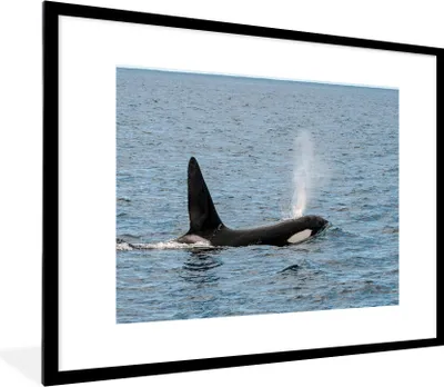 Produktbild von MuchoWow® MuchoWow® Gerahmtes Poster Orca mit Wasser aus dem Blasloch 80x60 cm - Poster mit zchwarzem Bilderrahmen - Schlafzimmer-Dekorationen - Fotoposter