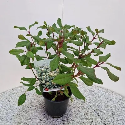 Produktbild von Viburnum x globosum 'Jermyn's Globe' - Schneeball | 30-35 cm im Topf