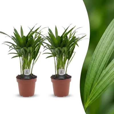 Produktbild von Areca Lutescens – Goldpalme – 2 Pflanzen - 35-45cm - Ø12cm