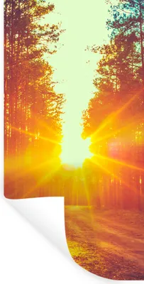 Produktbild von MuchoWow® Wandtattoo Wandsticker Wandaufkleber Sonnenuntergang - Bäume - Wald - Natur 40x80 cm Selbstklebend und Repositionierbar - Repositionierbar - Wasser abweisend