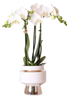 Obrázek produktu pro Orchideje Colibri | Bílá orchidej Phalaenopsis – Amabilis + dekorativní stříbrný květináč Le Chic – velikost květináče 9 cm – výška 40 cm | Kvetoucí pokojová rostlina v květináči – čerstvá přímo od pěstitele