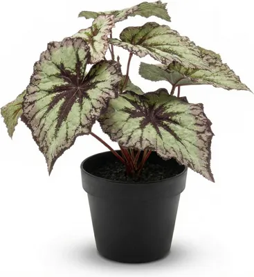 Produktbild von Begonie Kunstpflanze Grau 26cm Gartenpflanze Balkonpflanze Strauch Staude UV