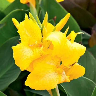 Immagine prodotto di Canna Kanna Paciorecznik Yellow Humbert gialla 1 pz. piantine di canna