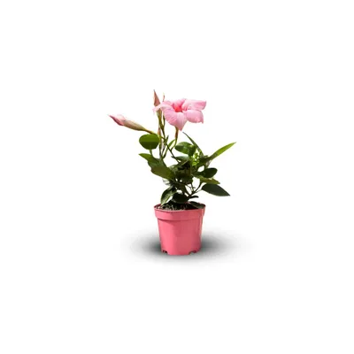 Image de Dipladenia - plante fleurie - ↕ 20-30 cm - ⌀ 10,5 cm - plante d'intérieur & extérieur - fleur rose