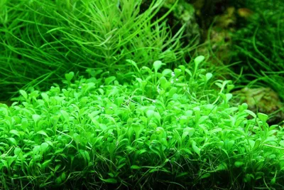 Produktbild von Aquarium Pflanze Glossostigma elatinoides Tropica Nr.045A TC in Vitro
