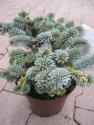 Produktbild von Abies procera Blaue Hexe - Zwerg-Blautanne Blaue Hexe - 15-20