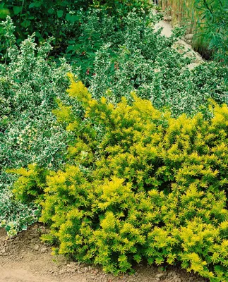 Produktbild von Taxus baccata 'Washingtonii', Gelbe Eibe, 30–40 cm
