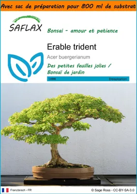 Image de SAFLAX Garden in the bag - Erable trident - 30 graines - Acer