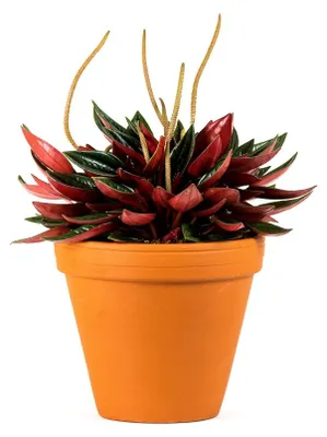 Obrázok produktu pre Gardners Peperomia caperata Červená, priemer 6 cm