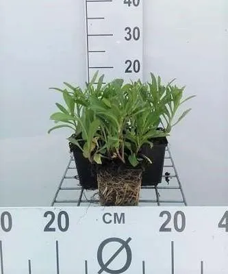 Produktbild von 6 x  Leucanthemum (s) 'Silberprinzesschen' - Margerite - Topf 9 x 9 cm