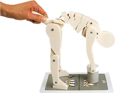 Produktbild von Demonstrationsfigur Richtiges Heben, Anatomie Modell, Anatomische Lehrmittel