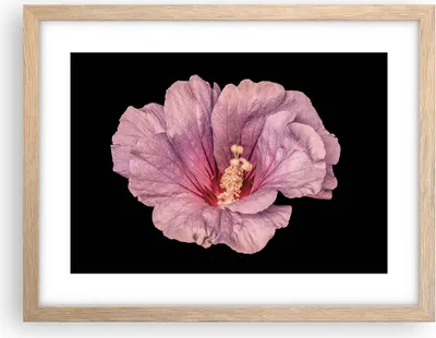 Produktbild von Gerahmtes Poster - Rahmen in heller Eiche - Hibiskus Blume Rosa - 40x30 cm - Wand Bild - Wanddeko - Wandbilder - Kunstposter - Wandposter - Bilderrahmen - Bilder - Kunstdruck - P2NAA40x30-4481