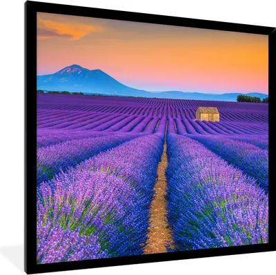 Produktbild von MuchoWow® Gerahmtes Poster Lavendel - Lila - Blumen 40x40 cm - Poster mit Schwarzem Bilderrahmen Wandposter Rahmen Foto Bilder - Mit Rahmen - Wanddekoration Schlafzimmer