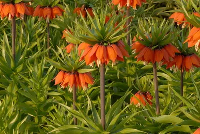 Produktbild von Kaiserkronen orange, Fritillaria imperialis aurora, Gr. 20-24 (5 Blumenzwiebeln)