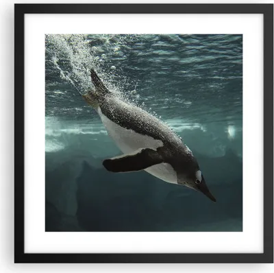 Produktbild von Gerahmtes Poster - Schwarzer Rahmen - Tauchen Pinguin Gletscher - 40x40 cm - Wand Bild - Wanddeko - Wandbilder - Wandposter - Bilderrahmen - Bilder - Kunstdruck - Wandbild - P2BAC40x40-4189