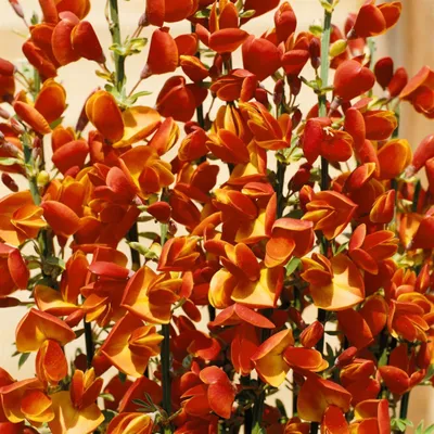 Produktbild von Cytisus scoparius 'Lena', Besenginster, gelb-rot, 40–60 cm