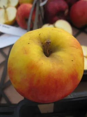 Produktbild von Malus Elstar - Herbstapfel Elstar