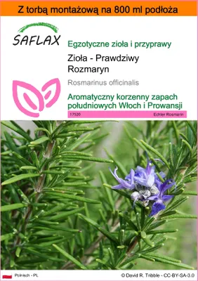 Zdjęcie produktu dla SAFLAX - Garden in the bag - Zioła - Prawdziwy Rozmaryn - 100 Nasiona - Z podłożem uprawowym w praktycznej, samorozkładającej się torbie - Rosmarinus officinalis