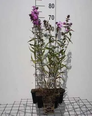 Obrázok produktu pre 6 x Phlox (m) 'Alpha' - plamienok - kvetináč 9 x 9 cm