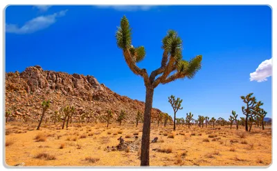 Produktbild von Wallario Frühstücksbrettchen aus Glas, je 14 x 23 cm, mit rutschfesten Füßen, Motiv Palmlilie im Nationalpark Yucca Valley  Wüstenlandschaft