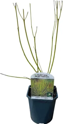 Produktbild von Cornus alba Flaviramea Zierstrauch mit gelben Zweigen 17cm Höhe 45cm winterhart