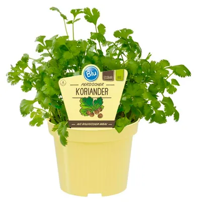 Obrázok produktu pre Perzský koriander vkvalite – Coriandrum sativum – bylinka v 12 cm kvetináči