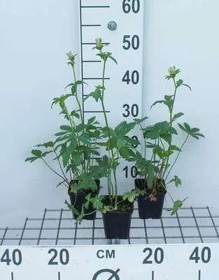 Produktbild von 6 x Astrantia major - Sterndolde - Topf 9 x 9 cm