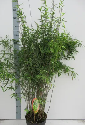 Obrázek produktu pro Fargesia nitida 'Volcano' C1 - 1 litr - Kulovitý bambusový stromek