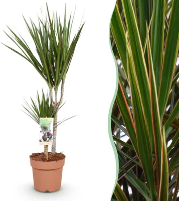Immagine prodotto di Dracaena Marginata - Albero del drago - Bassa manutenzione - Verde - 70-80cm - Ø17cm - Pianta d'appartamento - Sempreverde