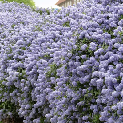 Produktbild von Bakker.com - Säckelblume Victoria, Der topf / 1.3L / Lieferhöhe 20-25cm