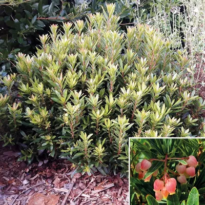 Image de Arbutus unedo MERCURIUS® 'Bocarm' / Arbousier compacte
