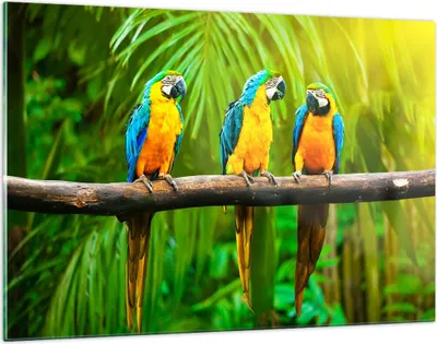 Produktbild von Bilder auf glas - Papageien Collorful Natur Vögel - 120x80cm - Glasbilder - Wandbilder - Kunstdruck - zum Aufhängen bereit - Wanddekoration aus Glas - Glas Bilder - Wandbild auf Glas - GAA120x80-2696