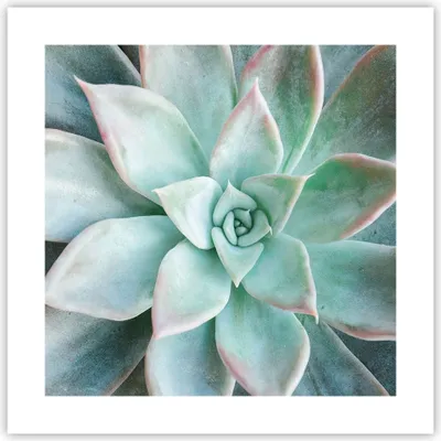 Produktbild von Poster - Poster ohne Rahmen - Blau Blätter Agave - 40x40 cm - Wand Bild - Wanddeko - Wandbilder - Kunstposter - Wandposter - Bilder - Kunstdruck - Wanddekoration - Wandbild - P2XAC40x40-4628