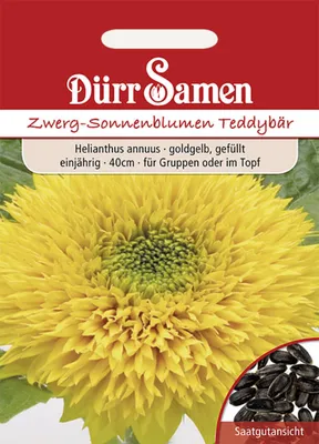 Produktbild von Zwergsonnenblume Teddybär | Zwergsonnenblumensamen von Dürr Samen
