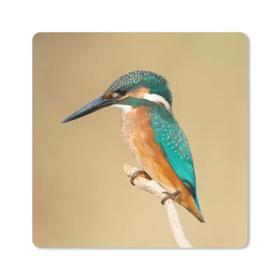 Produktbild von MuchoWow® Mauspad Mousepad Eisvogel - Tiere - Vogel 20x20 cm - Mousepads - Maus Mat - Pad - Mausunterlage - Desk Mat - Bureauartikeln
