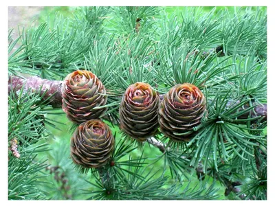 Produktbild von Japanische Lärche Larix kaempferi Pflanze 15-20 cm
